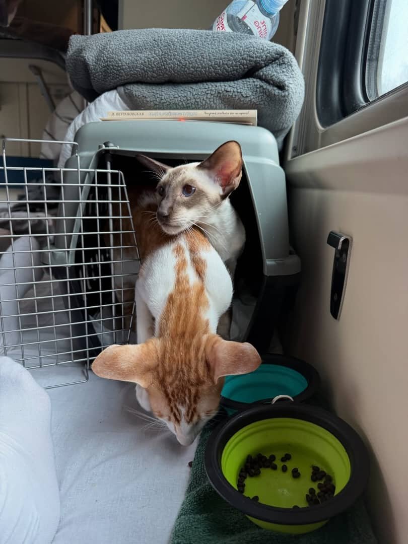 Oriental Shorthair Kitten Care